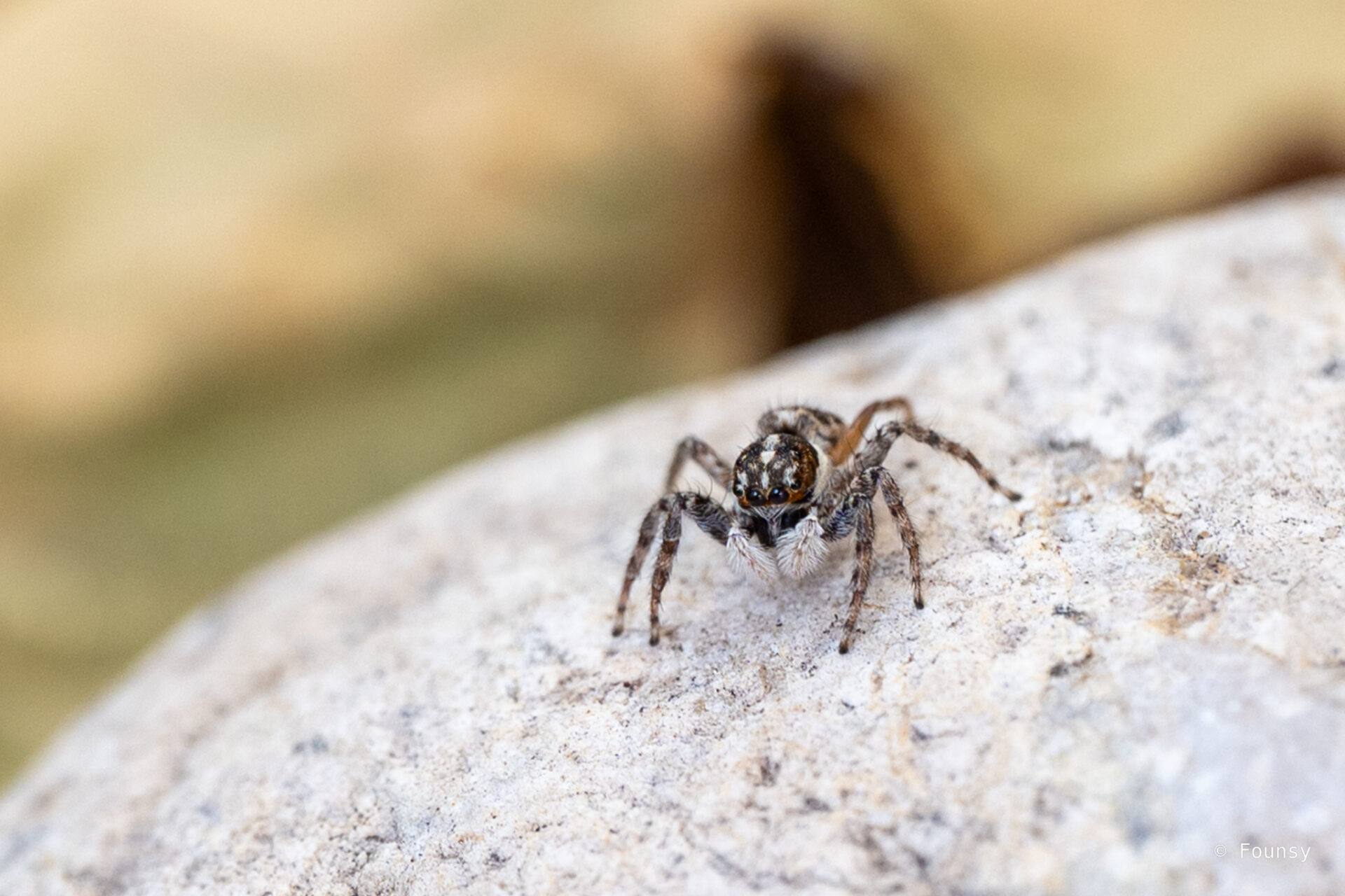 Petite araignée sauteuse